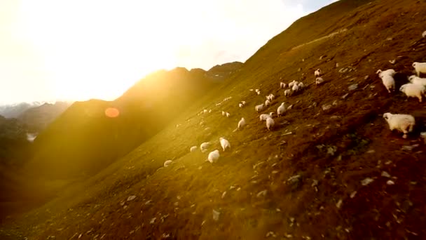 Flock av får grupp av vita får flock av djur Flygfoto landskap — Stockvideo