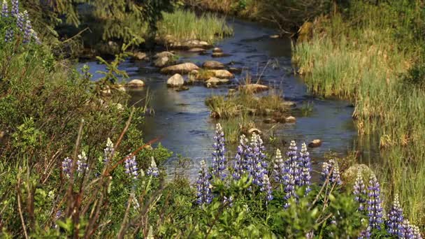 Flores por arroyo de montaña — Vídeos de Stock