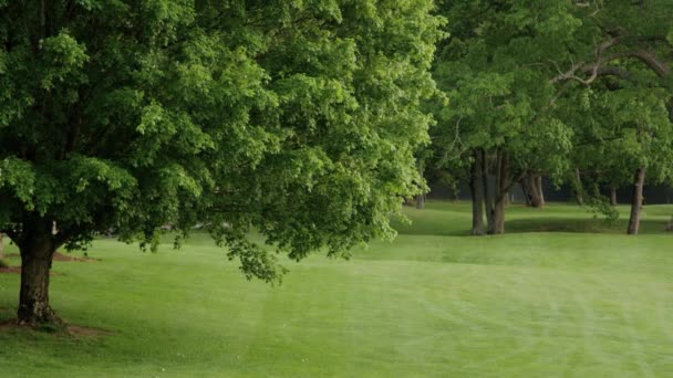 Grassy greenbrier field — Stock Video