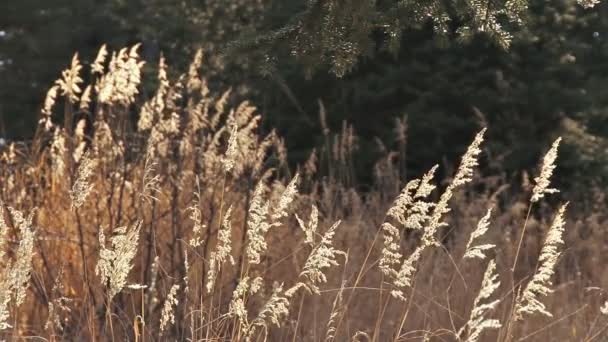 Gras verplaatsen in slowmotion breeze — Stockvideo