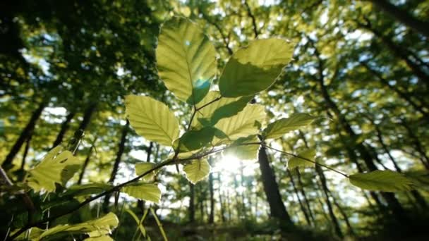 緑の葉の森森の中の太陽フレア自然 — ストック動画