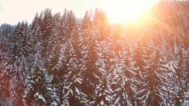 Vuelo sobre el bosque nieve invierno paisaje árboles bosques puesta del sol cielo atardecer — Vídeo de stock