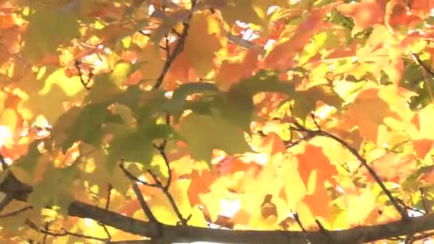 Светящиеся осенние листья — стоковое видео
