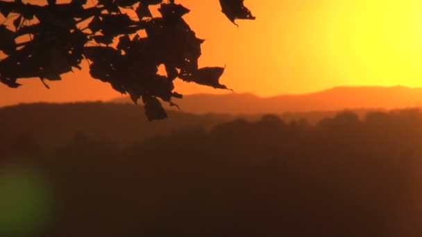 Pôr do sol dourado e folhas — Vídeo de Stock