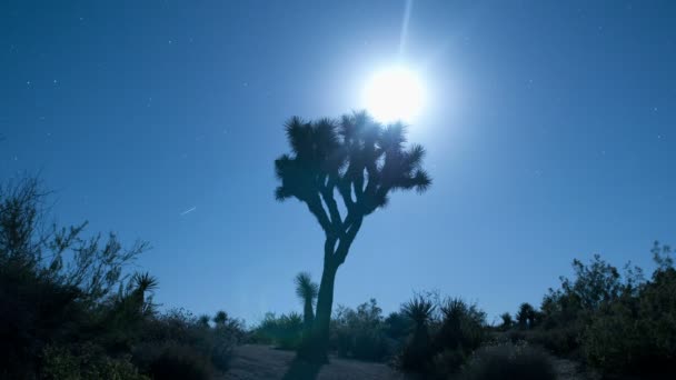 Joshúa árbol luna levantamiento timelapse — Vídeos de Stock