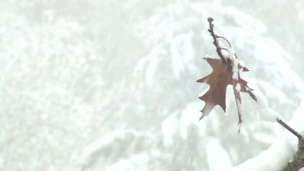 Listy pod sněhem — Stock video