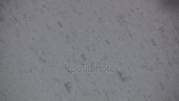 Copos de nieve de orégano grande — Vídeos de Stock
