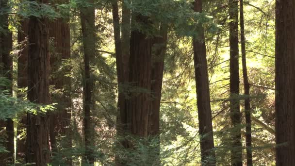 Árvores grandes na floresta — Vídeo de Stock