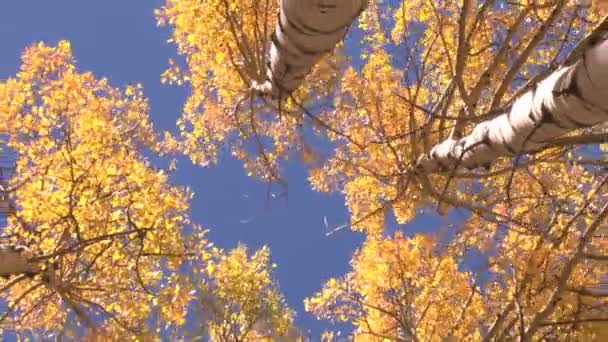 Guardando in alto vista degli alberi zoom out — Video Stock