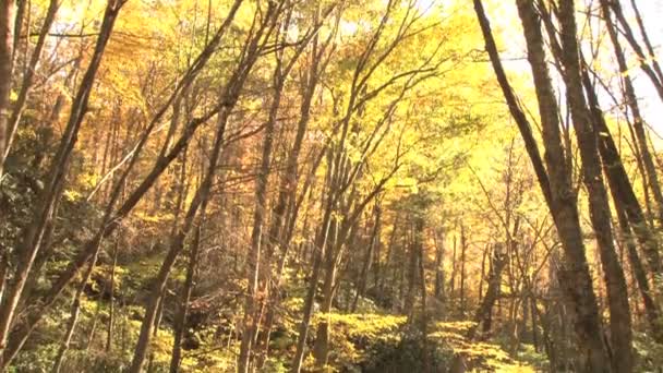 Lumière à travers les arbres — Video