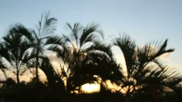 Mexiko palm tree slunce — Stock video