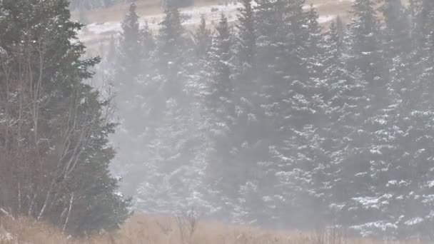 Neblinoso bosque de invierno ráfaga — Vídeo de stock