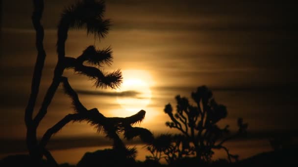 Luna che sorge in alto sopra gli alberi di Giosuè — Video Stock