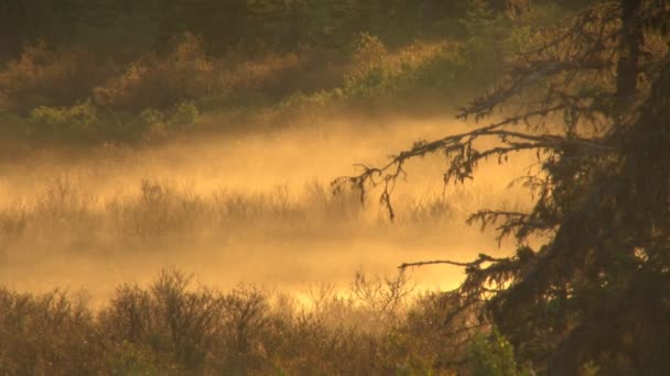 Πρωινή ομίχλη πάνω από τη βούρτσα — Αρχείο Βίντεο