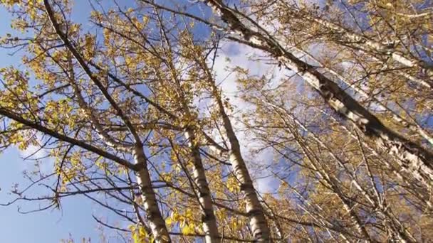 Movendo-se através da floresta de bétula no outono — Vídeo de Stock