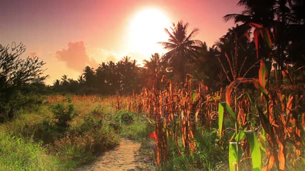 Солнце и облака над кукурузным полем — стоковое видео
