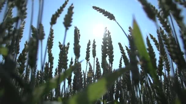 Recursos naturales campo de trigo — Vídeo de stock