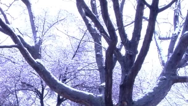 Pfanne um schneebedeckten Bäumen — Stockvideo