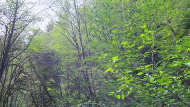 Pov mirando hacia arriba y girando en el bosque — Vídeos de Stock