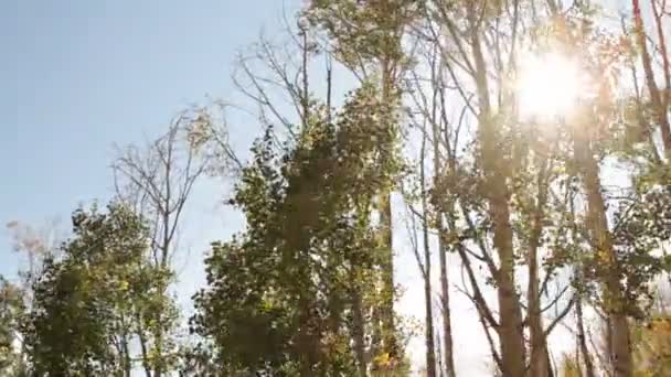 Pov chairlift with lens flare in trees — Stock Video