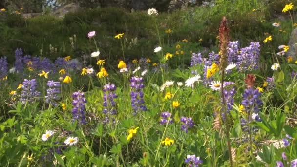 Pretty hilltop flowers — Stock Video