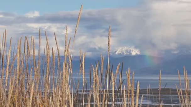 草で覆われたビーチの虹 — ストック動画
