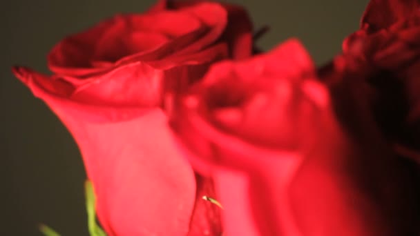 Rose rouge tournant en gros plan — Video