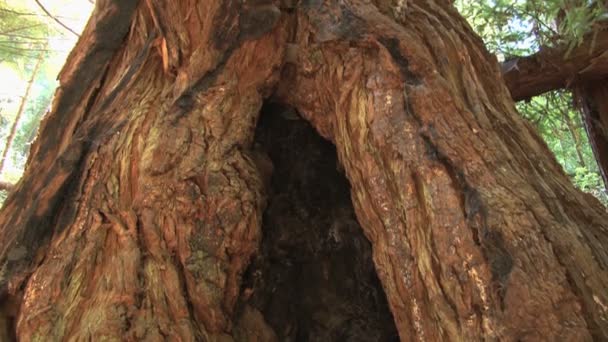 Inclinación del tronco de madera roja — Vídeos de Stock