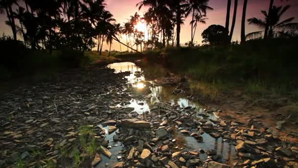 Torrente roccioso con alberi e tramonto — Video Stock