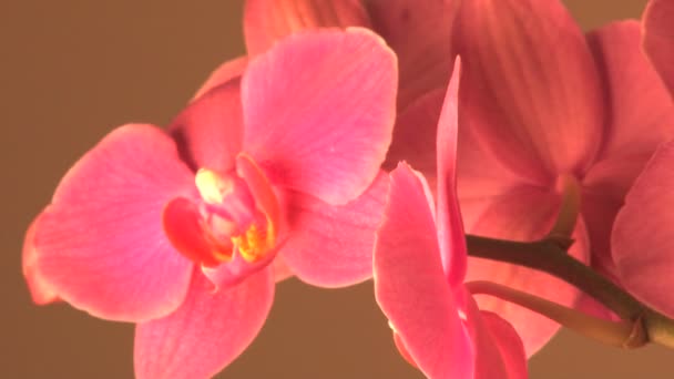 Rotating pink flowers — Stock Video