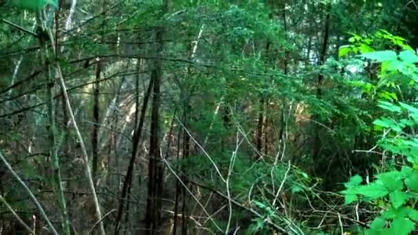 Αργή κουκλίτσα παρελθόν δασικών δένδρων — Αρχείο Βίντεο
