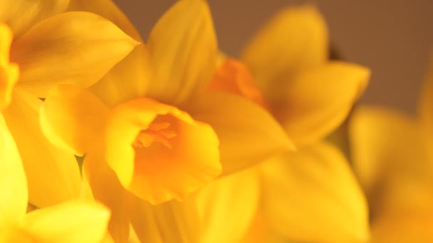 Petali di narciso rotanti lenti da vicino — Video Stock