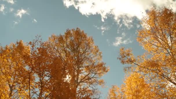 Slide rail shot looking up into yellow aspens with sun flare — Stock Video