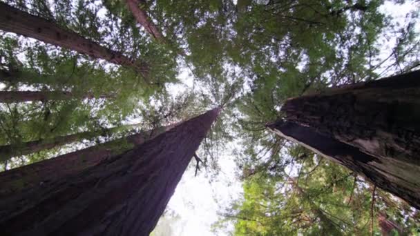 Lassan forog, felnézett a vörösfenyő fák — Stock videók