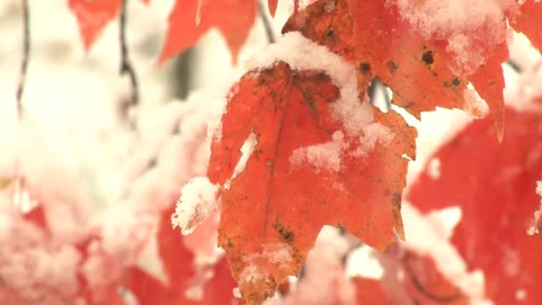 Neve e ghiaccio sulle foglie — Video Stock