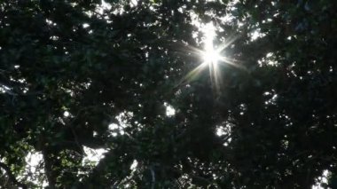güneş patlaması ağaçlar rüzgar yoluyla
