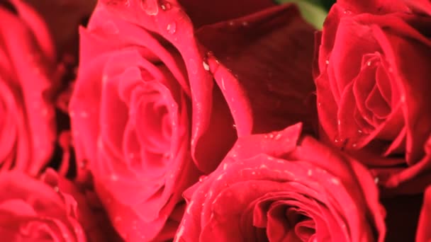 pomalu se otáčející mokré ed růže kytice zblízka