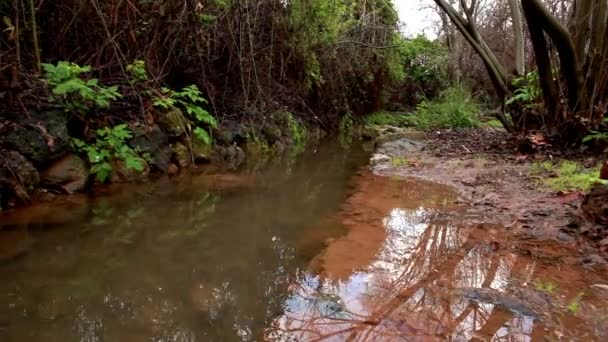 Stillastående stream i skogen — Stockvideo