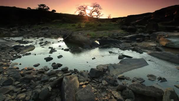 Arroyo con un árbol y el sol saliendo — Vídeos de Stock