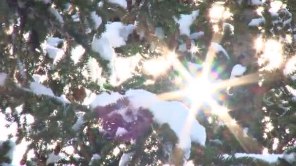 Zon flare tussen besneeuwde bomen — Stockvideo