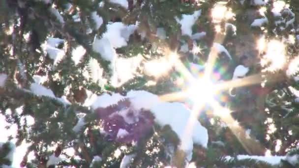 Bagliore di sole tra gli alberi innevati — Video Stock