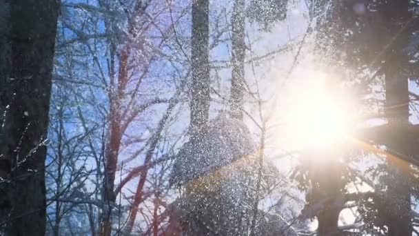 Kar kış orman günbatımı güneş ağaçlar ormanda doğa sihirli ruh hali — Stok video