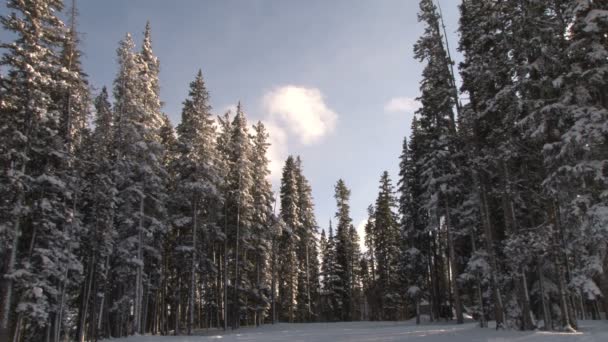 Śnieg drzewa i chmury — Wideo stockowe