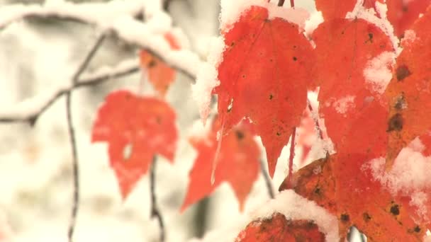 Snow falls by orange leaves — Stock Video