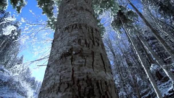 Sněhová zimní stromy — Stock video