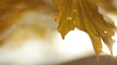 güneş ışığı sarı akış ağaç dalı üzerinde bırakır