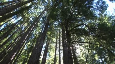 güneşli redwoods spin