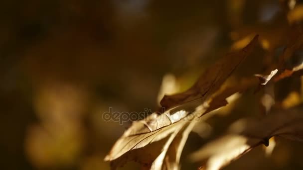 Sun shining on golden leaves on tree branch — Stock Video