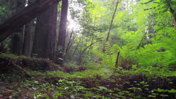 Lumière du soleil à travers les arbres dans la forêt de séquoias — Video