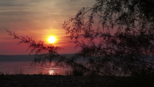 Zonsondergang in de zee van Galilea met boom — Stockvideo